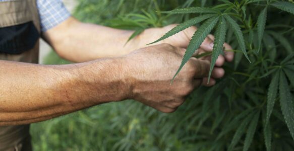 Torna la canapa coltura dimenticata | Messaggero Veneto