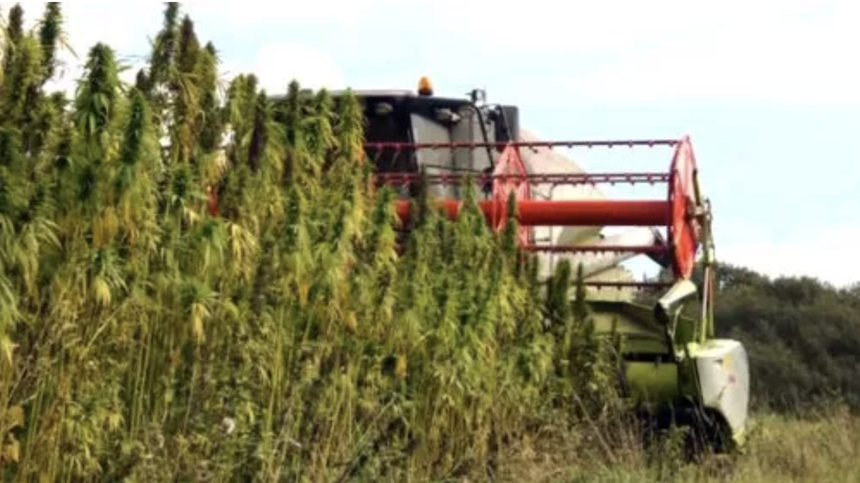 Un progetto per la canapa industriale italiana | Teatro Naturale